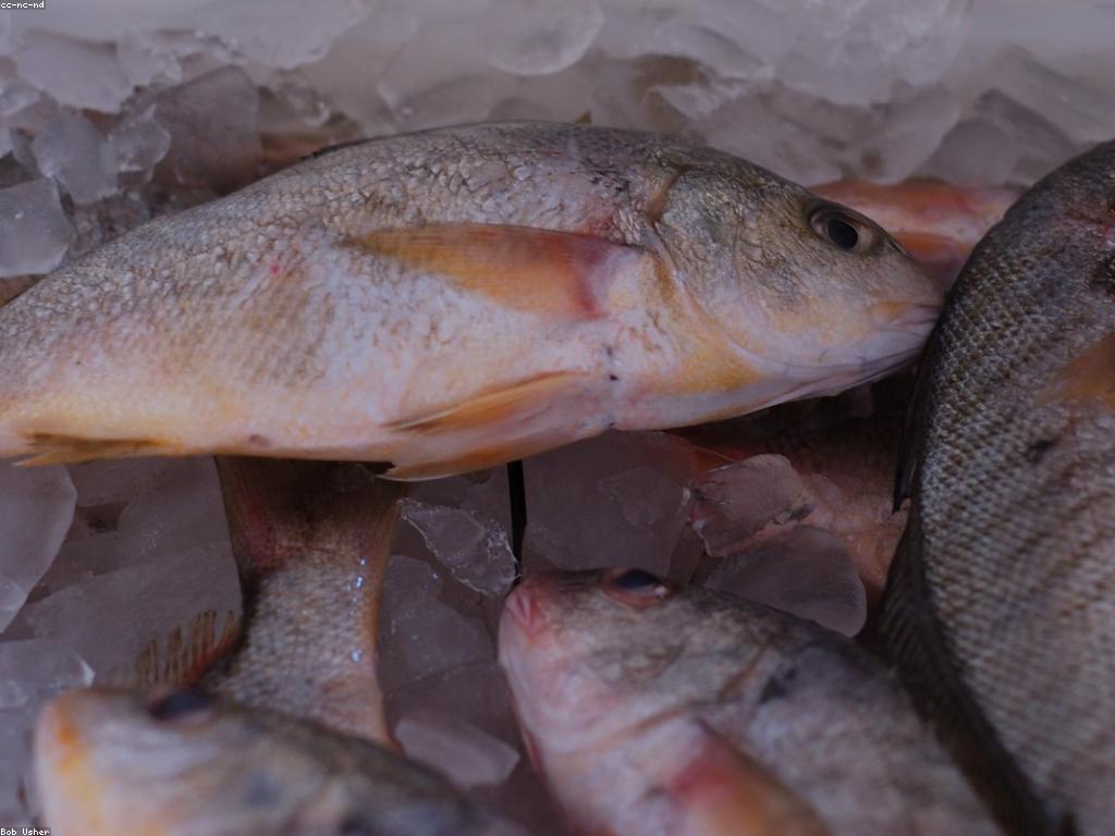 សារៈសំខាន់នៃការជ្រើសរើសកន្លែងចាប់ត្រី